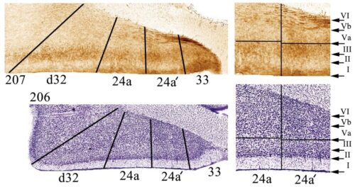 Rodent-cingulate-cortex-img1